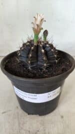 Gymnocalycium Mihanovichii “Purple” Nº 385 – vaso 15 - Imagem 2