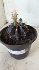 Gymnocalycium Mihanovichii “Purple” Nº 385 – vaso 15 - Imagem 10