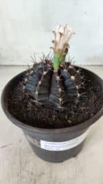 Gymnocalycium Mihanovichii “Purple” Nº 385 – vaso 15 - Imagem 9