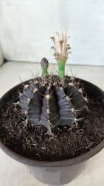 Gymnocalycium Mihanovichii “Purple” Nº 385 – vaso 15 - Imagem 6