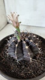 Gymnocalycium Mihanovichii “Purple” Nº 385 – vaso 15 - Imagem 7