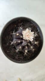 Gymnocalycium Mihanovichii “Purple” Nº 385 – vaso 15 - Imagem 3