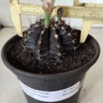 Gymnocalycium Mihanovichii “Purple” Nº 385 – vaso 15