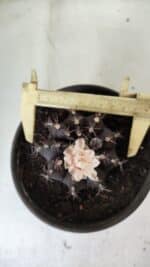 Gymnocalycium Mihanovichii “Purple” Nº 385 – vaso 15 - Imagem 8