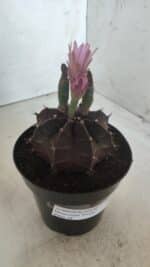 Gymnocalycium Mihanovichii “Purple” Nº 502 – vaso 15 - Imagem 5