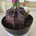 Gymnocalycium Mihanovichii “Purple” Nº 502 – vaso 15