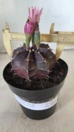 Gymnocalycium Mihanovichii “Purple” Nº 502 – vaso 15