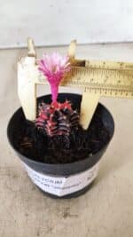 GYMNOCALYCIUM Mihanovichii Variegata Nº 70 – vaso 09 - Imagem 4