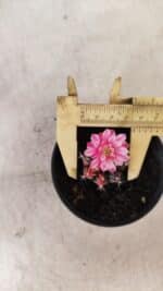 GYMNOCALYCIUM Mihanovichii Variegata Nº 70 – vaso 09 - Imagem 5