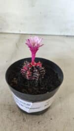 GYMNOCALYCIUM Mihanovichii Variegata Nº 70 – vaso 09 - Imagem 7