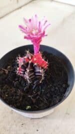 GYMNOCALYCIUM Mihanovichii Variegata Nº 70 – vaso 09 - Imagem 11