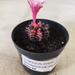 GYMNOCALYCIUM Mihanovichii Variegata Nº 70 – vaso 09