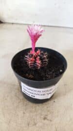 GYMNOCALYCIUM Mihanovichii Variegata Nº 70 – vaso 09