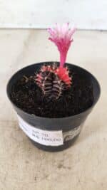 GYMNOCALYCIUM Mihanovichii Variegata Nº 70 – vaso 09 - Imagem 9