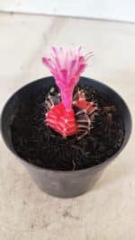 GYMNOCALYCIUM Mihanovichii Variegata Nº 70 – vaso 09 - Imagem 8