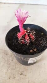 GYMNOCALYCIUM Mihanovichii Variegata Nº 70 – vaso 09 - Imagem 6