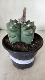 ASTROPHYTUM cv KIKKO  Nº 725 – vaso 15 - Imagem 2