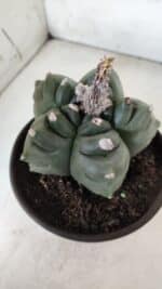 ASTROPHYTUM cv KIKKO  Nº 725 – vaso 15 - Imagem 10