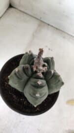 ASTROPHYTUM cv KIKKO  Nº 725 – vaso 15 - Imagem 8