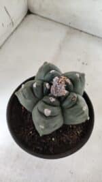 ASTROPHYTUM cv KIKKO  Nº 725 – vaso 15 - Imagem 7