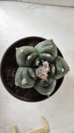 ASTROPHYTUM cv KIKKO  Nº 725 – vaso 15 - Imagem 3