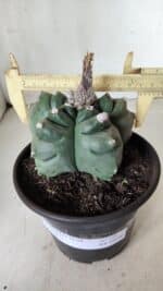 ASTROPHYTUM cv KIKKO  Nº 725 – vaso 15 - Imagem 4
