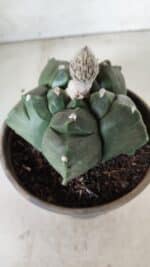 MATRIZ ASTROPHYTUM cv KIKKO  Nº 726 – vaso 15 - Imagem 8