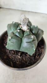 MATRIZ ASTROPHYTUM cv KIKKO  Nº 726 – vaso 15 - Imagem 7