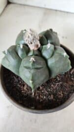 MATRIZ ASTROPHYTUM cv KIKKO  Nº 726 – vaso 15 - Imagem 6