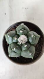 MATRIZ ASTROPHYTUM cv KIKKO  Nº 726 – vaso 15 - Imagem 3