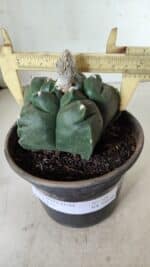MATRIZ ASTROPHYTUM cv KIKKO  Nº 726 – vaso 15 - Imagem 4