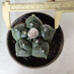 MATRIZ ASTROPHYTUM cv KIKKO  Nº 726 – vaso 15
