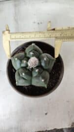 MATRIZ ASTROPHYTUM cv KIKKO  Nº 726 – vaso 15