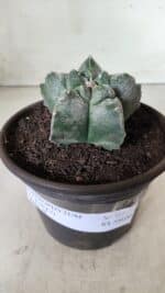 MATRIZ ASTROPHYTUM cv KIKKO  Nº 727 – vaso 15 - Imagem 2