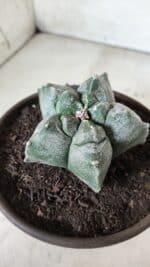 MATRIZ ASTROPHYTUM cv KIKKO  Nº 727 – vaso 15 - Imagem 9