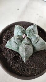 MATRIZ ASTROPHYTUM cv KIKKO  Nº 727 – vaso 15 - Imagem 8