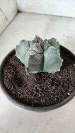 MATRIZ ASTROPHYTUM cv KIKKO  Nº 727 – vaso 15 - Imagem 7