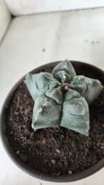 MATRIZ ASTROPHYTUM cv KIKKO  Nº 727 – vaso 15 - Imagem 6