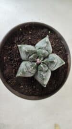 MATRIZ ASTROPHYTUM cv KIKKO  Nº 727 – vaso 15 - Imagem 3