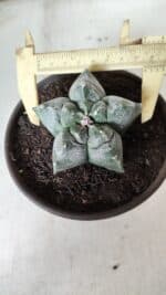 MATRIZ ASTROPHYTUM cv KIKKO  Nº 727 – vaso 15