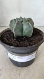 MATRIZ ASTROPHYTUM cv KIKKO  Nº 728 – vaso 15 - Imagem 2