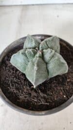 MATRIZ ASTROPHYTUM cv KIKKO  Nº 728 – vaso 15 - Imagem 9