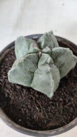 MATRIZ ASTROPHYTUM cv KIKKO  Nº 728 – vaso 15 - Imagem 8
