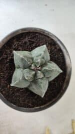 MATRIZ ASTROPHYTUM cv KIKKO  Nº 728 – vaso 15 - Imagem 3