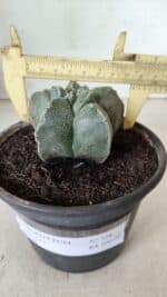 MATRIZ ASTROPHYTUM cv KIKKO  Nº 728 – vaso 15 - Imagem 4