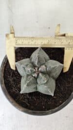 MATRIZ ASTROPHYTUM cv KIKKO  Nº 728 – vaso 15