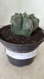 MATRIZ ASTROPHYTUM cv KIKKO  Nº 729 – vaso 15 - Imagem 2