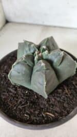 MATRIZ ASTROPHYTUM cv KIKKO  Nº 729 – vaso 15 - Imagem 9