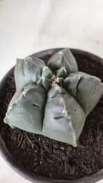 MATRIZ ASTROPHYTUM cv KIKKO  Nº 729 – vaso 15 - Imagem 7