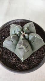 MATRIZ ASTROPHYTUM cv KIKKO  Nº 729 – vaso 15 - Imagem 6